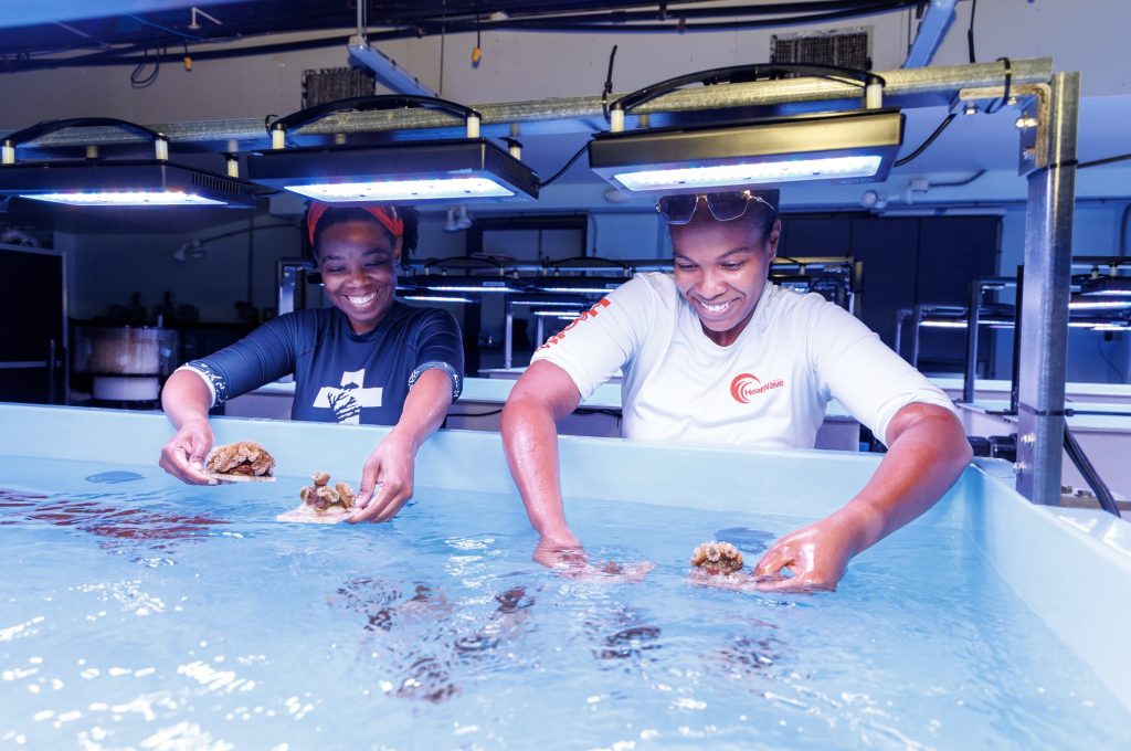 Two researchers working in a coral nursery lab